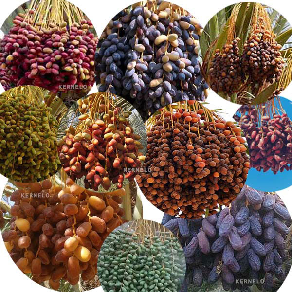 لیست قیمت انواع خرما صادراتی