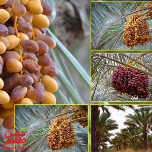 نماد نخل و خرما در فرهنگ مردم لارستان و بم